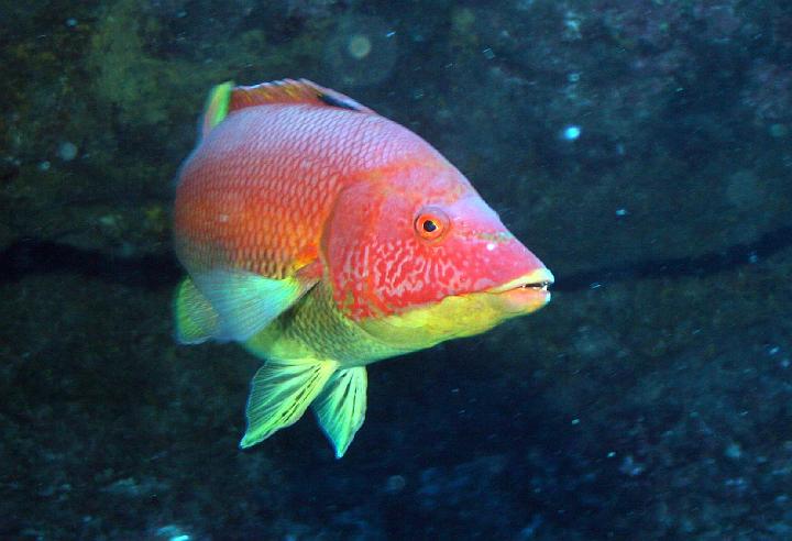 Mergulho 096.jpg